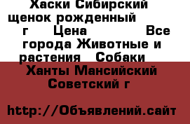 Хаски Сибирский (щенок рожденный 20.03.2017г.) › Цена ­ 25 000 - Все города Животные и растения » Собаки   . Ханты-Мансийский,Советский г.